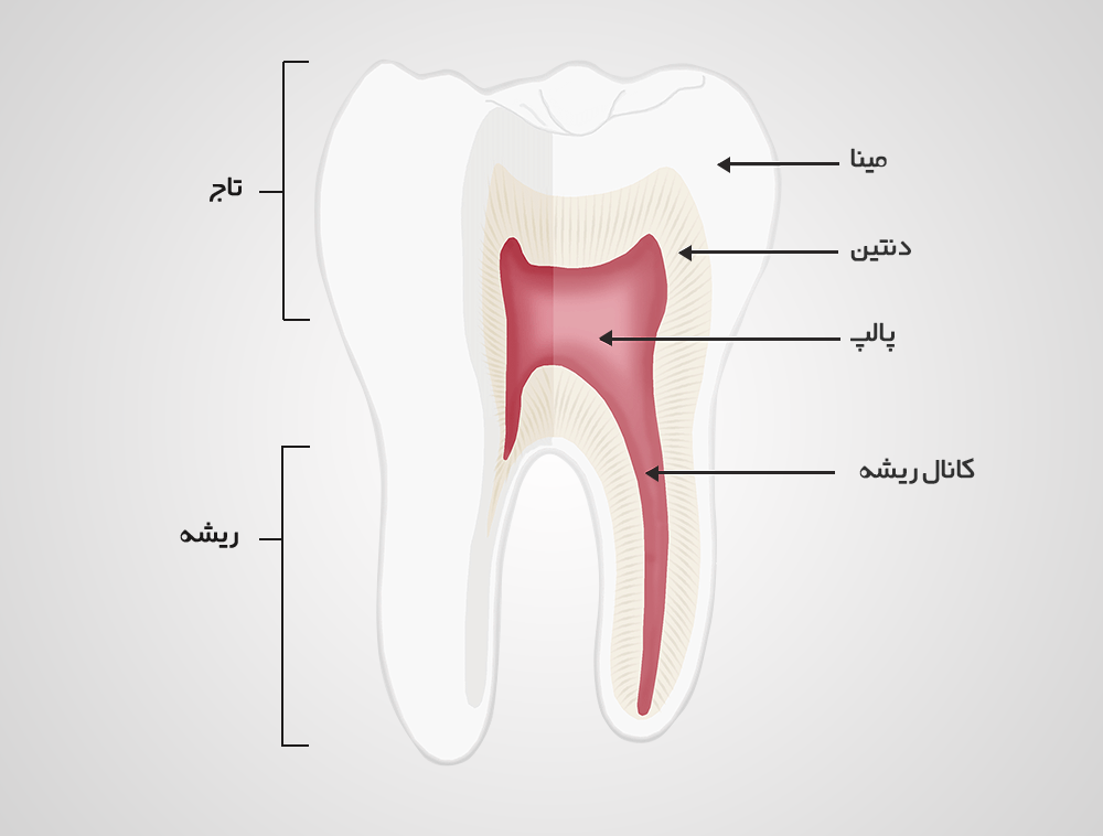 تصویر اجزای دندان